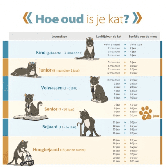 De oudere kat Gezelschapsdierenkliniek Roosendaal