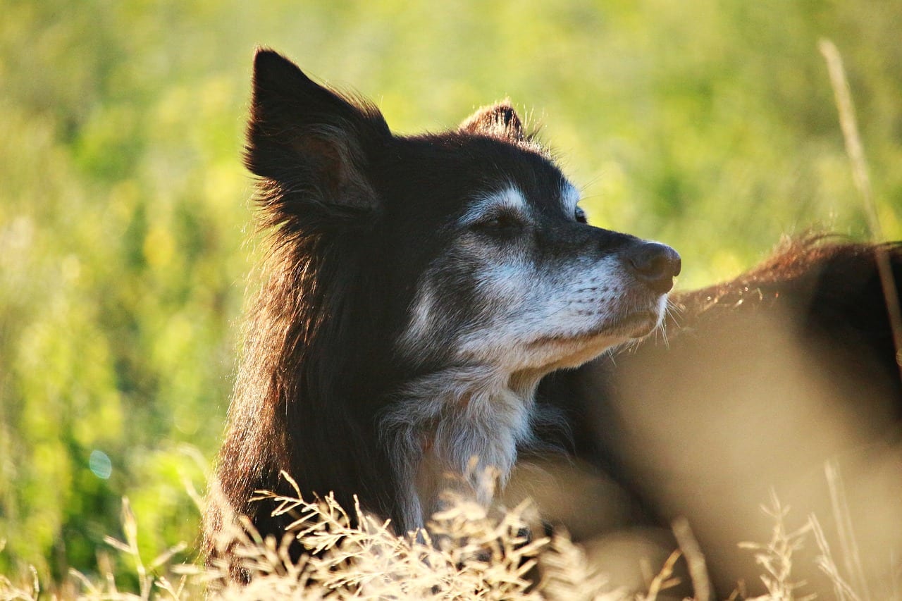 Dubbelzinnig Consumeren Somber De oudere hond - Gezelschapsdierenkliniek Roosendaal