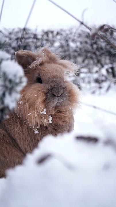 konijn sneeuw