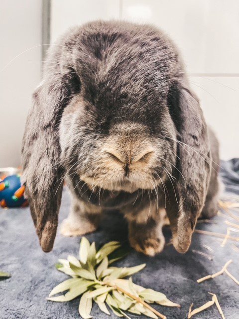 konijnwebsite-570x760